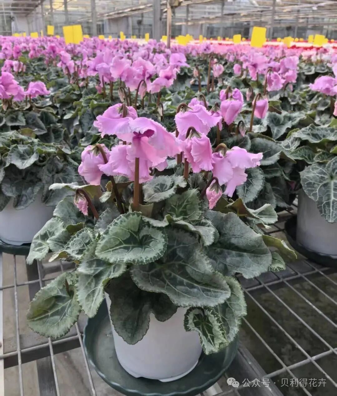 兔耳轻扬，冬日限定-仙客来生产基地